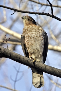 Cooper's Hawk