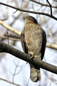Cooper's Hawk