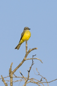 Couchs Kingbird