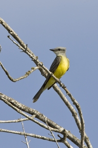 Couchs Kingbird