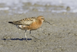 Curlew Sandpiper