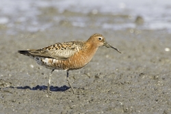 Curlew Sandpiper