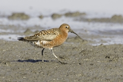 Curlew Sandpiper
