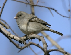 Dark-eyed Junco