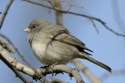 Dark-eyed Junco