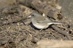 Dark-eyed Junco