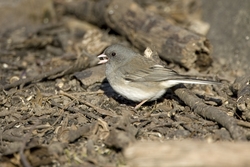 Dark-eyed Junco