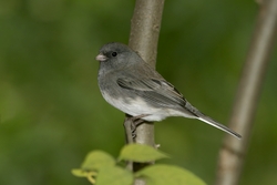 Dark-eyed Junco