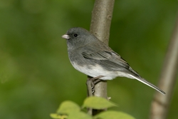 Dark-eyed Junco