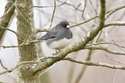 Dark-eyed Junco