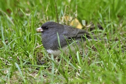 Dark-eyed Junco