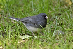 Dark-eyed Junco