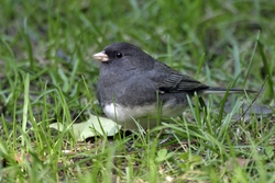 Dark-eyed Junco
