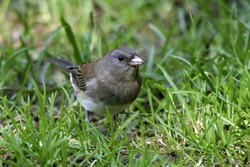 Dark-eyed Junco