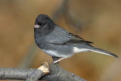 Dark-eyed Junco