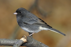 Dark-eyed Junco