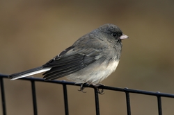 Dark-eyed Junco