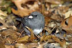 Dark-eyed Junco