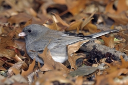 Dark-eyed Junco