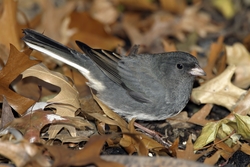 Dark-eyed Junco