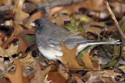 Dark-eyed Junco
