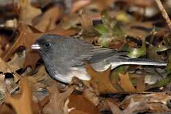 Dark-eyed Junco