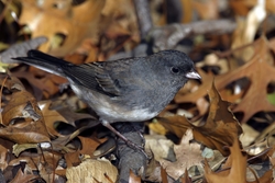 Dark-eyed Junco