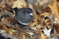 Dark-eyed Junco