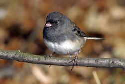 Dark-eyed Junco