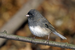 Dark-eyed Junco