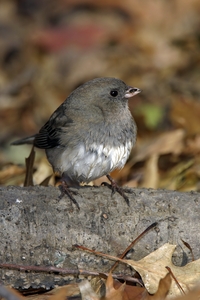 Dark-eyed Junco