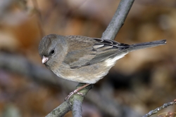 Dark-eyed Junco
