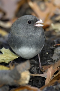 Dark-eyed Junco