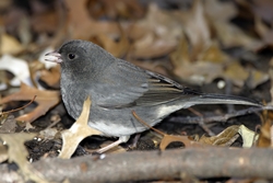 Dark-eyed Junco