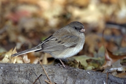 Dark-eyed Junco