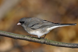 Dark-eyed Junco