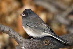 Dark-eyed Junco