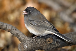 Dark-eyed Junco