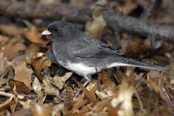 Dark-eyed Junco