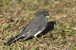 Dark-eyed Junco