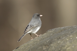 Dark-eyed Junco