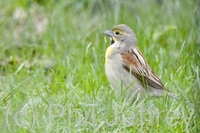 Dickcissel