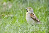 Dickcissel