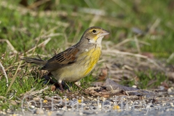 Dickcissel