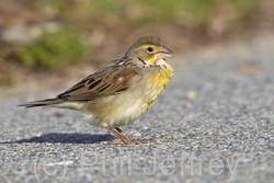 Dickcissel