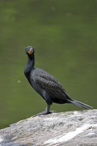 Double-crested Cormorant