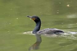 Double-crested Cormorant