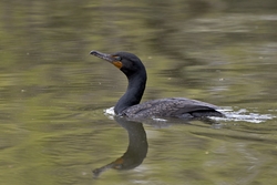 Double-crested Cormorant