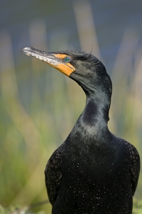 Double-crested Cormorant