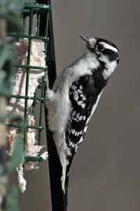 Downy Woodpecker
